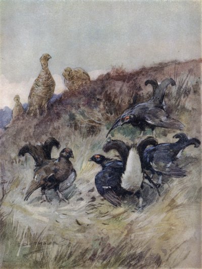 Kuvitus kirjaan The Story of a Red Deer (väri litho) tekijältä George Denholm Armour