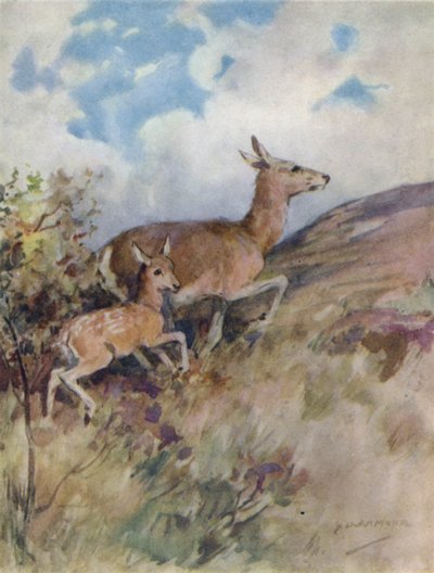 Kuvitus kirjaan The Story of a Red Deer (väri litho) tekijältä George Denholm Armour
