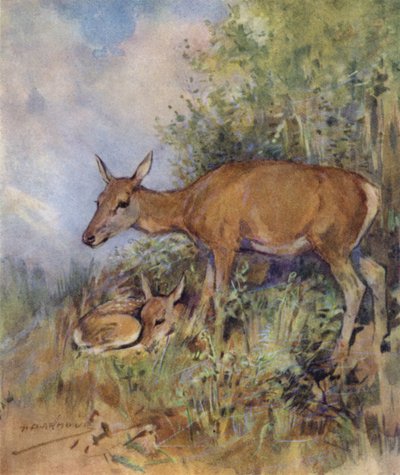 Kuvitus kirjaan The Story of a Red Deer (väri litho) tekijältä George Denholm Armour
