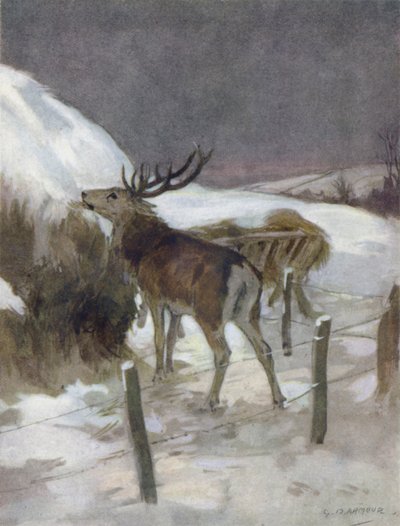 Kuvitus kirjaan The Story of a Red Deer (väri litho) tekijältä George Denholm Armour