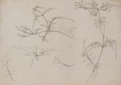 Kasvitieteellinen piirustus tekijältä George Dutch Davidson