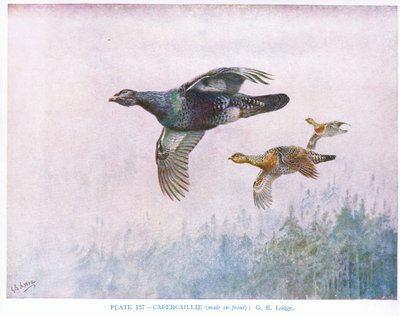 Metso (uros edessä), kuvitus Kirkman  Jourdainin teoksesta 