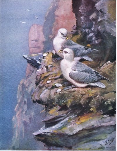 Jalokärpäset (litografia) tekijältä George Edward Lodge