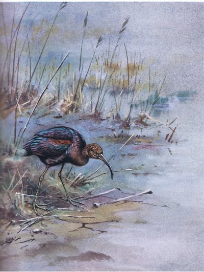 Kiiltoibis (litografia) tekijältä George Edward Lodge