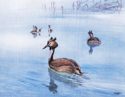 Isohaarapääkerttu (litografia) tekijältä George Edward Lodge