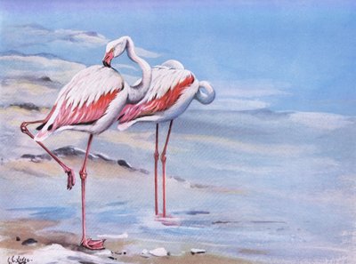 Flamingo (litografia) tekijältä George Edward Lodge
