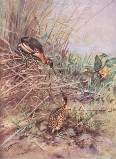 Pikkukirvinen (litografia) tekijältä George Edward Lodge