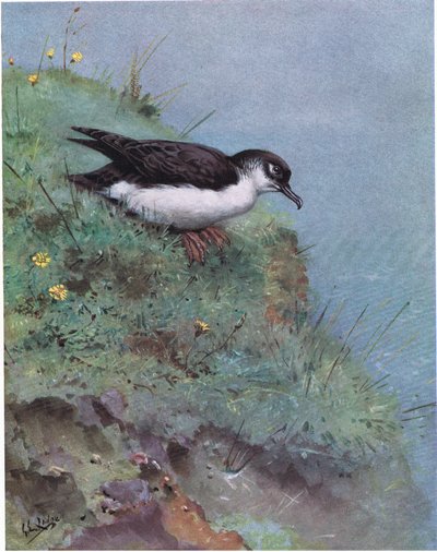 Manx Shearwater (litografia) tekijältä George Edward Lodge
