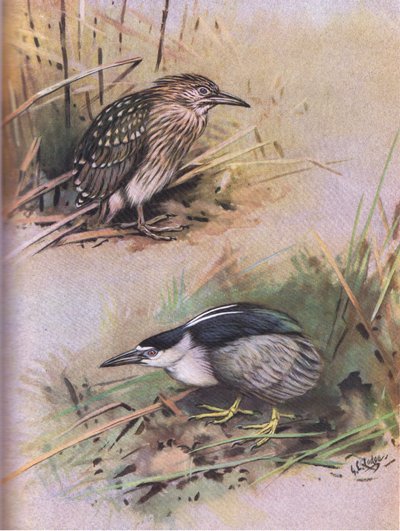 Yöhaikara (litografia) tekijältä George Edward Lodge