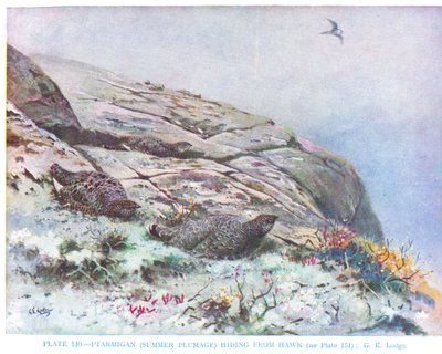 Ptarmigan piilossa haukalta, kuvitus Kirkman  Jourdainin teoksesta 
