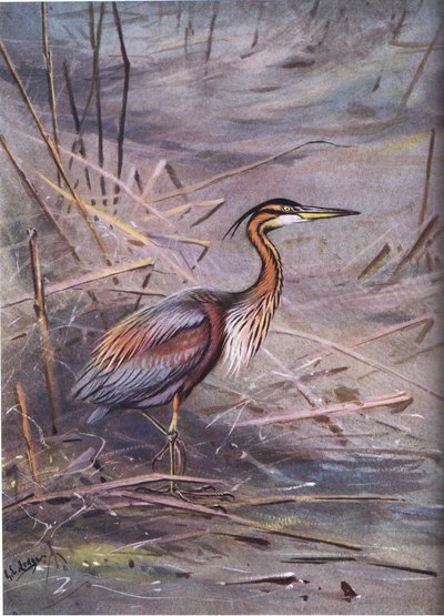 Purppurahaikara (litografia) tekijältä George Edward Lodge