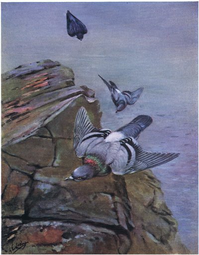 Kalliokyyhky (litografia) tekijältä George Edward Lodge