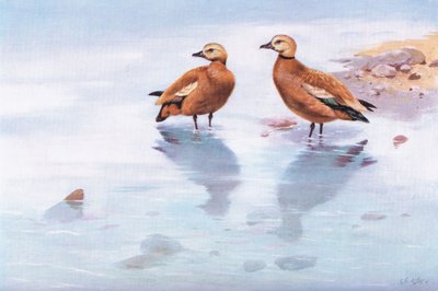 Ruddy Sheld Ducks (litografia) tekijältä George Edward Lodge