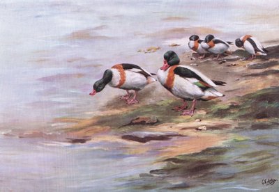 Sheld Ducks (litografia) tekijältä George Edward Lodge