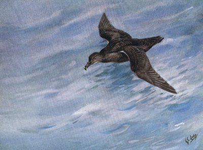 Nokilampikorento (litografia) tekijältä George Edward Lodge