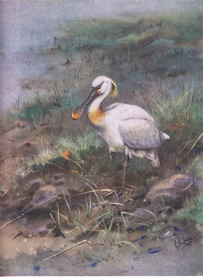 Lusikkasuu (litografia) tekijältä George Edward Lodge