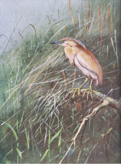 Haikara (litografia) tekijältä George Edward Lodge