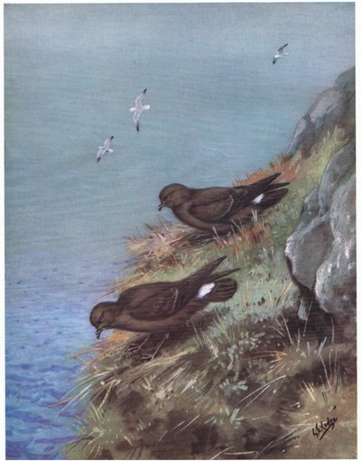 Storm Petrel (litografia) tekijältä George Edward Lodge