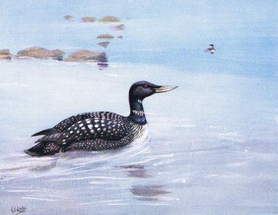 Valkoselkätikka (litografia) tekijältä George Edward Lodge