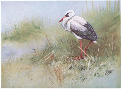 Valkoinen haikara (litografia) tekijältä George Edward Lodge