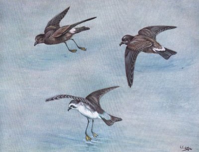 Wilsons Petrel, Harcourt tai Madeiran Petrel, White face tai Fregatti Petrel (litografia). tekijältä George Edward Lodge