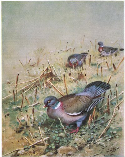 Puukyyhky (litografia) tekijältä George Edward Lodge