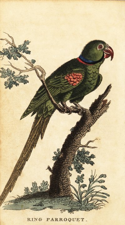 Aleksandriinipapakka, Psittacula eupatria., 1800 (kaiverrus) tekijältä George Edwards