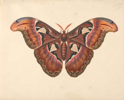 Atlas Moth tekijältä George Edwards