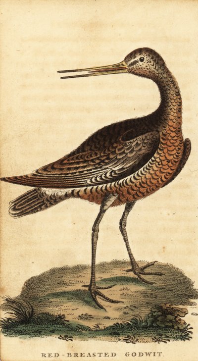 Tankkapyrstö, Limosa lapponica., 1800 (kaiverrus) tekijältä George Edwards