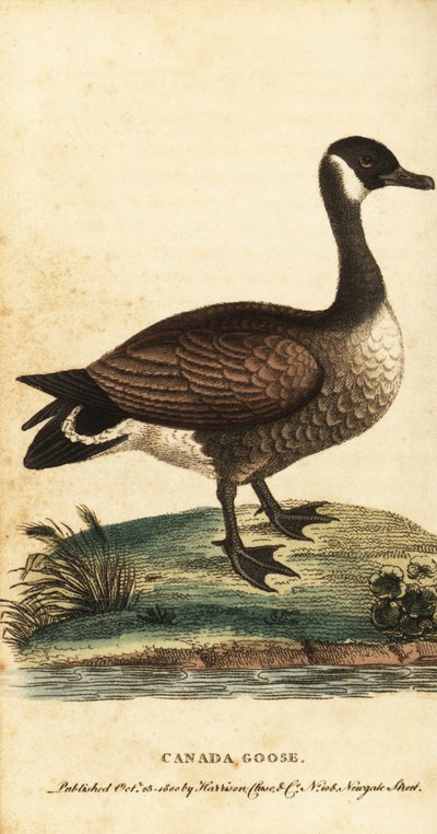 Kanadanhanhi, Branta canadensis., 1800 (kaiverrus) tekijältä George Edwards