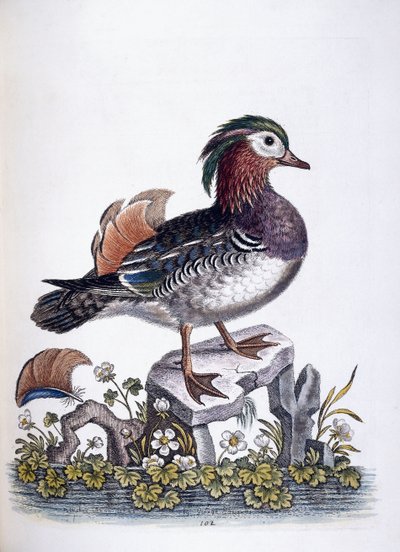 Kiinan sinivihreä, 1746 tekijältä George Edwards