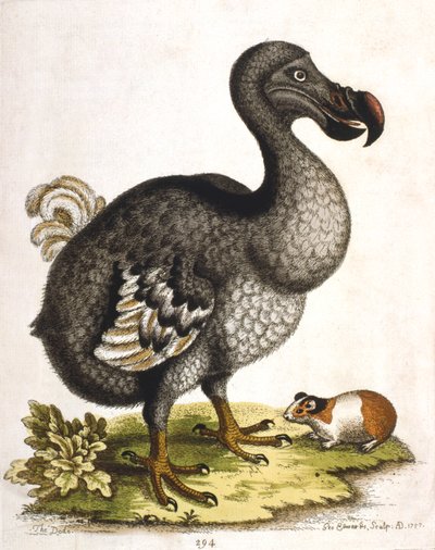 Dodo ja marsu, 1750 tekijältä George Edwards