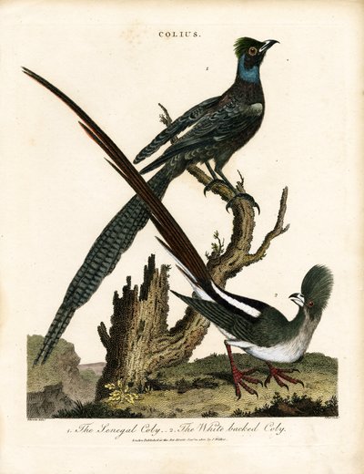 Kiiltotähti (Colius) tekijältä George Edwards