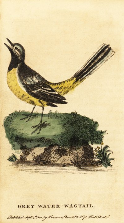 Harmaavästärä, Motacilla cinerea. ,1800 (kaiverrus) tekijältä George Edwards