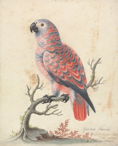 Guinea papukaija tekijältä George Edwards