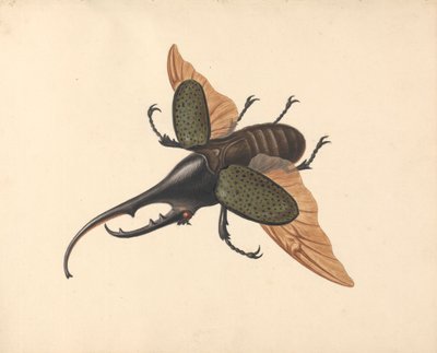 Hercules Beetle tekijältä George Edwards