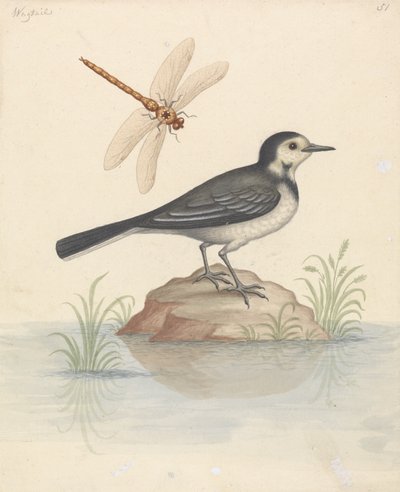 Pied Wagtail ja Dragonfly tekijältä George Edwards