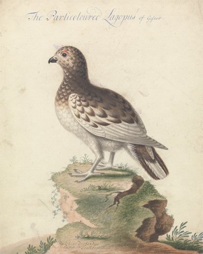 ptarmigan tekijältä George Edwards