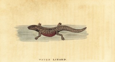 Sileä newt, Lissotriton vulgaris. ,1800 (kaiverrus) tekijältä George Edwards