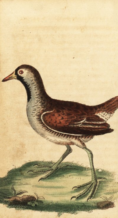Sora, Porzana carolina. ,1800 (kaiverrus) tekijältä George Edwards