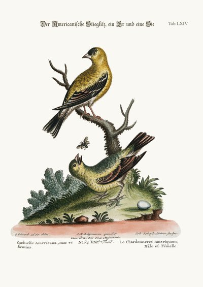 American Goldfinch, kukko ja kana, 1749-73 tekijältä George Edwards