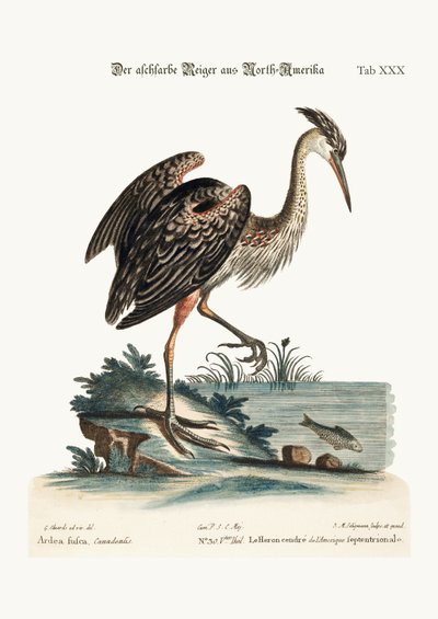 Tuhkanvärinen haikara Pohjois-Amerikasta, 1749-73 tekijältä George Edwards
