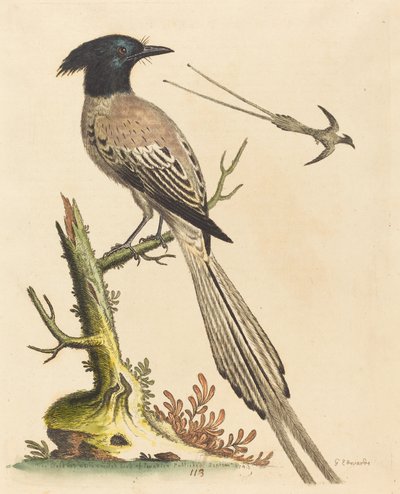 The Black and White Crested Bird of Paradise, julkaistu 1743. tekijältä George Edwards