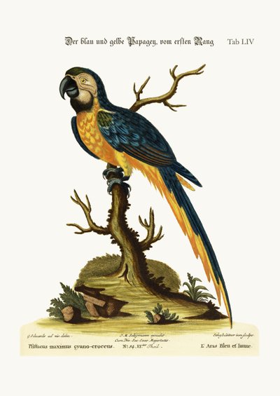 Sininen ja keltainen ara, 1749-73 tekijältä George Edwards