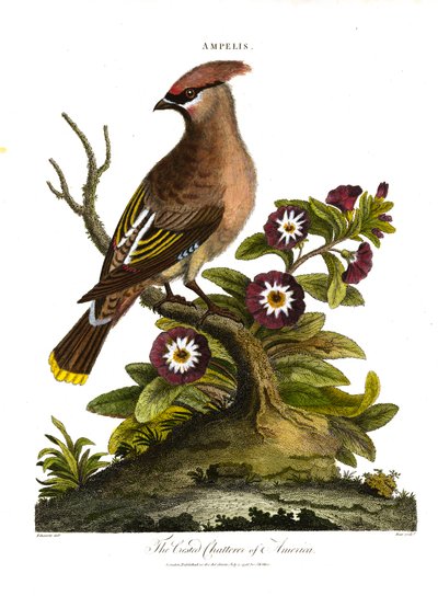 Amerikan harmaakielekurppa (Ampelis) tekijältä George Edwards