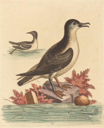 Mansaaren Guillemot ja Puffin, 1762. tekijältä George Edwards