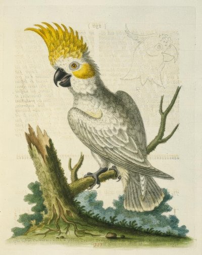 Pieni valkoinen kakadu keltaisella harjalla. / Le Petit Cacatua Blanc a Crete Jaune tekijältä George Edwards