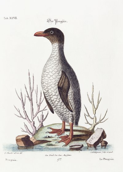 Pingviini, 1770 tekijältä George Edwards