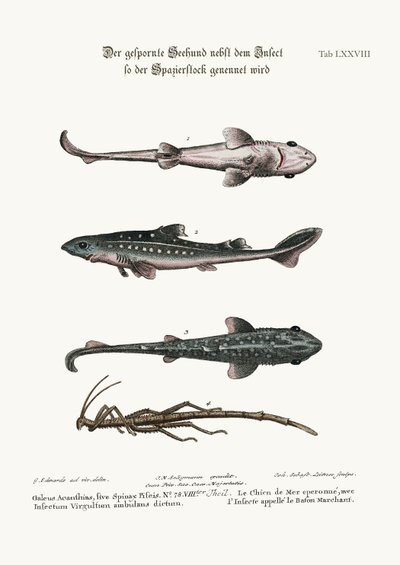 Pickled Dog tai Hound-Fish, jossa on hyönteis nimeltä kävelykeppi, 1749-73 tekijältä George Edwards