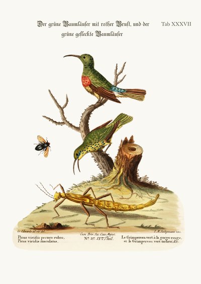 Punarintavihreä Creeper ja Spotted Green Creeper, 1749-73 tekijältä George Edwards